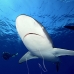 shark_silky_far_jar_v_0342_cub5412_rv.jpg